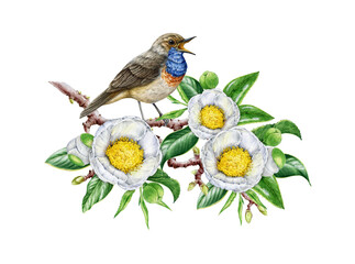 White camellia tree branch with singing garden bird. Hand drawn watercolor vintage style realistic illustration. Bluethroat bird on blooming camellia twig on white background. Spring mood cozy image