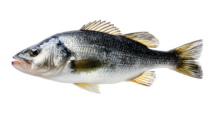 Single fresh sea bass fish isolated, food photography on white background.
