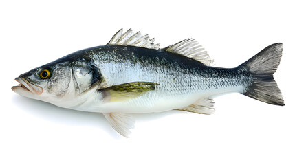 Obraz premium Single fresh sea bass fish isolated, food photography on white background.