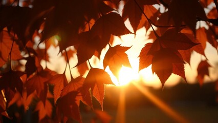 close-up photo of red autumn maple leaves glowing in warm sunset light with golden rays shining through.