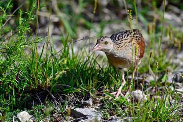 Wachtelk&ouml;nig , Wiesenralle // Corn crake (Crex crex) 