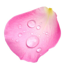 Close-up of a delicate, pink rose petal with several clear water droplets against black