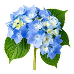 A vibrant close-up of a blue and white hydrangea bloom with lush green leaves