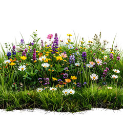 A vibrant wildflower meadow showcases varied blooms amidst green grass against a stark black backdrop