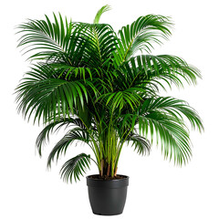 Lush, vibrant green potted plant with long, arching fronds. Dark pot against a black background