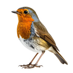 A vibrant European songbird, featuring a bold orange breast, perched gracefully, isolated