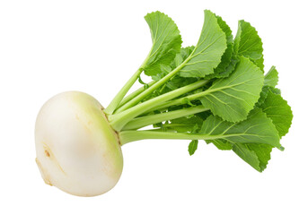 Isolated turnip with leaves, raw vegetable good for eating, fresh and nutritious root © Agata