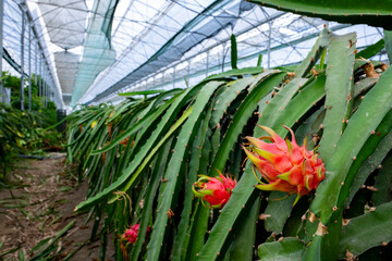 Obraz premium Pitaya, pitahaya or commonly known as dragon fruit is the fruit of several cactus species indigenous to the region of southern Mexico . Philippines Purple plants in a greenhouse of Manavgat Turkey