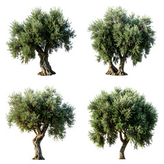 Four isolated olive trees with dense foliage, showing variations in trunk shape