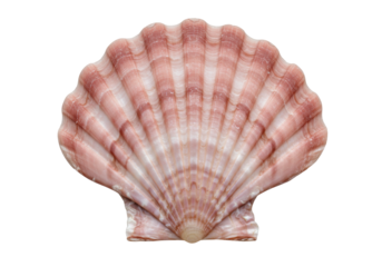 Isolated pink scallop shell, a marine invertebrate animal that is often collected at the beach