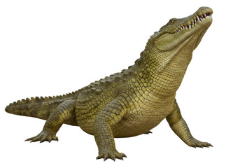 Isolated crocodile standing with head up, a large amphibian, the crocodilian family