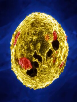 Electron microscopy of smallpox variola virus particle in medical research