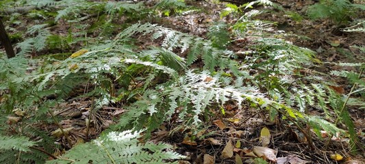Green Fern Leaves Illuminated By Sunlight Among Forest Floor In Autumn Woodland