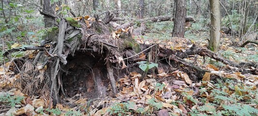 Fallen Tree Covered With Moss And Autumn Leaves In The Depth Of The Forest