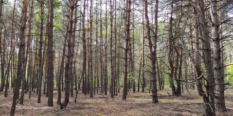 Tall Pine Tree Trunks In Sunny Autumn Forest Surrounded By Peaceful Nature