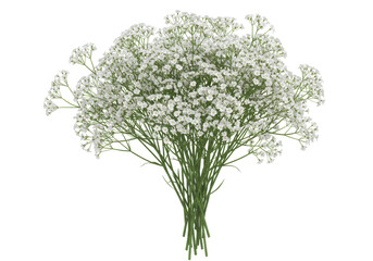 Fototapeta premium Isolated spray of baby's breath flowers, romantic and airy floral design element