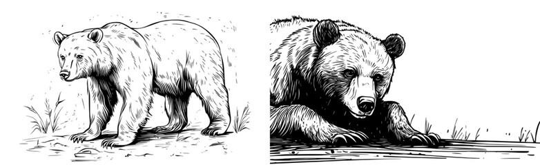 Fototapeta premium A modern illustration of a grizzly bear silhouette is suitable for designs related to wildlife and nature