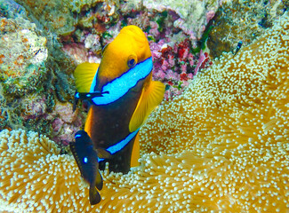 Closeup of a yellowtail clownfish or Clark's anemonefish (Amphiprion clarkii) in the reefs off the coast of Savusavu, Vanua Levu Island, Fiji, South Pacific Ocean