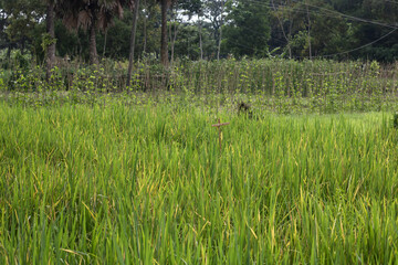 Vibrant green rice paddy field under a cloudy sky with a small wooden cross standing amidst the stalks, evoking a sense of nature's bounty and rural serenity.