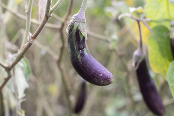 Fresh ripe eggplant hanging on a leafy vine in a sunlit garden, showcasing vibrant purple skin and natural growth for healthy eating inspiration