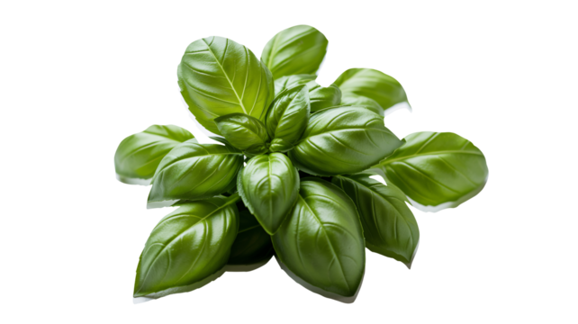 Fresh vibrant basil plant with lush green leaves, perfect for culinary uses and adding natural beauty to food photography
