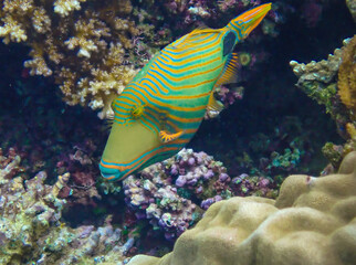 Oranged-lined triggerfish in the reefs off the coast of Savusavu, Vanua Levu Island, Fiji, South Pacific Ocean