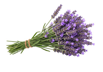Isolated lavender flowers bouquet on a light surface with fresh buds ready to be used © Julie