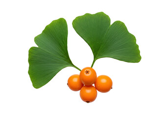 Isolated ginkgo biloba leaves and orange fruits, medicinal plant, herbal remedy, natural cure