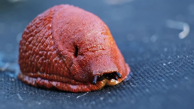 Spanish slug killer moves slowly on agrofibre. Agricultural pest threat crops, invader consume vegetation. Creeping invasive molluscs. High quality 4k footage.
