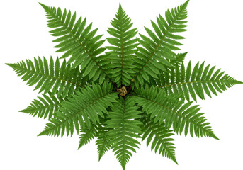 Isolated fern frond plant from above features green intricate leaves and textures, flora