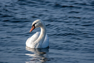 Swan gracefully swimming in tranquil blue water at a serene lake