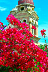 Bougainvillea in Korfu (Griechenland)
