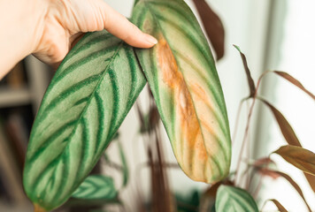 Calathea house plant portrait with brown leaves. Home gardening concept. Brown stains on a leaf of a ctenanthe plant. Plant desease and home care. Urban Jungle theme.
