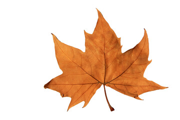 une feuille de platane