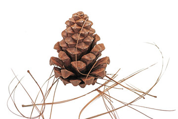 Pomme de pin et aiguilles