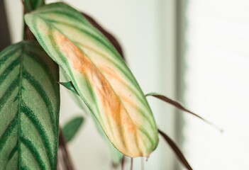 Calathea house plant portrait with brown leaves. Home gardening concept. Brown stains on a leaf of a ctenanthe plant. Plant desease and home care. Urban Jungle theme.