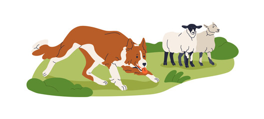 Shepherd dog herding sheep flock on farm pasture. Skilled canine animal guard at work with livestock, at service in rural countryside field. Flat vector illustration isolated on white background.