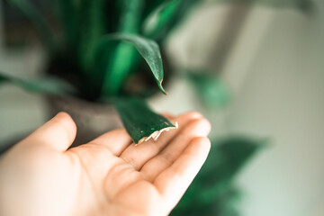 Snake plant house plant portrait with brown leaves. Home gardening concept. Brown stains on a leaf of a sansevieria plant. Plant desease and home care. Urban Jungle theme.