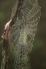spider web in the morning dew
