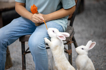 Adorable white rabbits standing and eating carrot sticks from a person sitting on a chair, showing a cute and friendly moment of feeding animals. Concept for pet care, animal feeding, kindness.