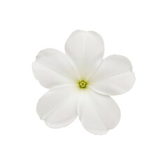 Elegant white flower with five petals, showcasing its beauty.