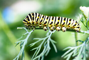 Close-up of a colorful caterpillar Papilio machaon with yellow, black, and orange markings crawling on a green leaf. Bright macro shot showing nature detail, texture, and vibrant summer tones