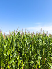 Corn on the cob crop growing in a field on a sunny day in a agricutural parts of France.
