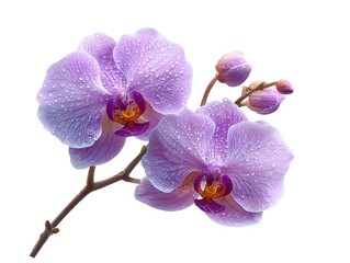 Obraz premium Delicate purple orchids covered with sparkling water droplets bloom beautifully against a clean white backdrop.