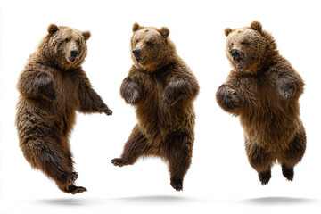 Fototapeta premium Bear with different isolated on white backhground