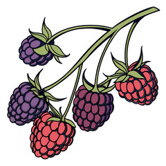 olallieberry on white background 