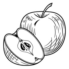 northern spy apple vector