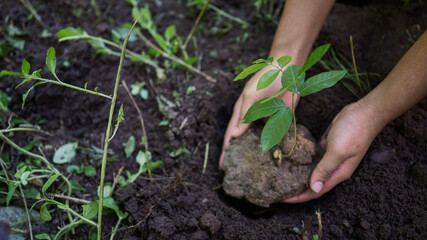 Hands planting young green tree in fertile soil, concept of reforestation, environmental protection, sustainability, and saving the earth for future generations.