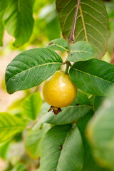 Guava, also known as the 'guava-pear' in various regions, is a common tropical fruit cultivated in many tropical and subtropical regions. The common guava Psidium guajava is a small tree in the myrtle