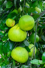 Widely known in South China and India this ancient fruit is the parent of the modern grapefruit. It is believed that Captain Shaddock from the East India Company took seed to Barbados where later. 